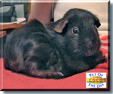 Coco, the Pet of the Day