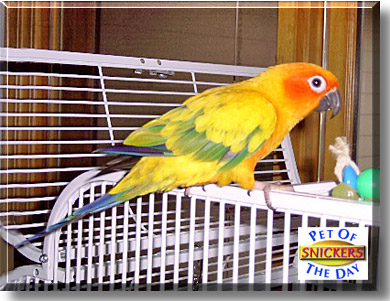 Snickers, the Pet of the Day