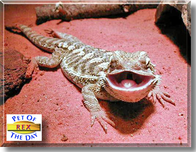 Rex, the Pet of the Day