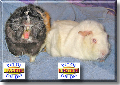 Jackie and Einstein, the Pet of the Day