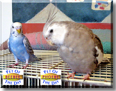 Phoebe, Beebee, the Pet of the Day
