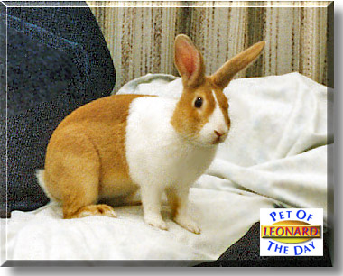 Leonard, the Pet of the Day