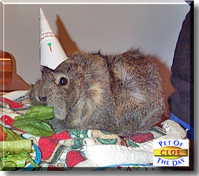 Cloe, the Pet of the Day