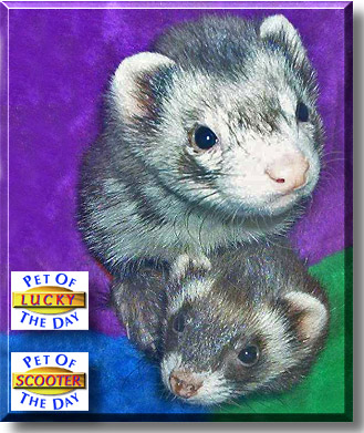 Lucky, Scooter, the Pet of the Day