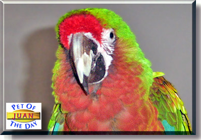 Juan, the Pet of the Day