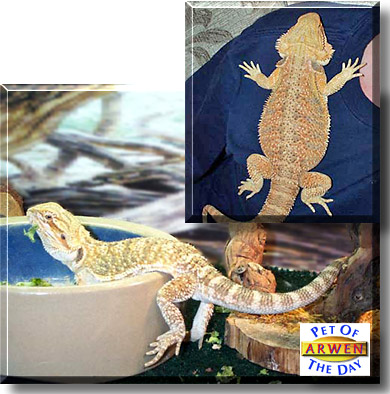 Arwen, the Pet of the Day
