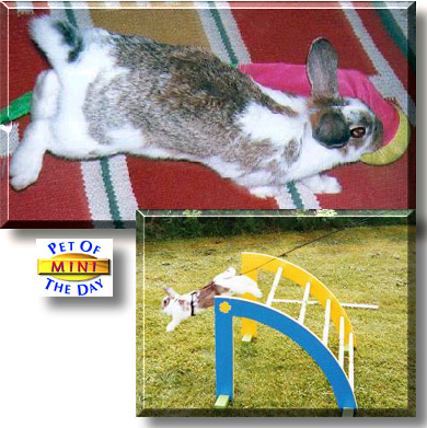 Mini, the Pet of the Day