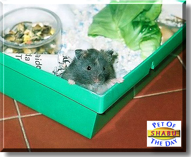Shabu Shabu II, the Pet of the Day