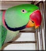 Tazz the Alexandrine Parakeet