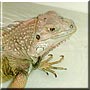Carmen the Iguana