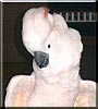 Satch the Moluccan Cockatoo