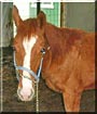 Spirit the Paint cross Appaloosa
