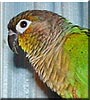 Petey the Green cheeked Conure