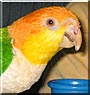 Indy the White bellied Caique
