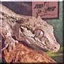 Rex the Gargoyle Gecko