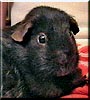 Coco the Chocolate Guinea Pig