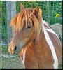 Chester the Miniature Pony
