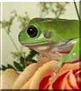 Gizmo the White's Dumpy Tree Frog