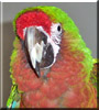 Juan the Harlequin Macaw