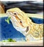 Arwen the Bearded Dragon