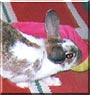 Mini the Rabbit