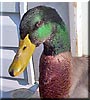 Buddy the Rouen Duck