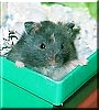 Shabu the Hamster