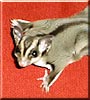 Dobby the Sugar Glider