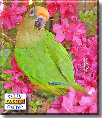 Pakito, the Pet of the Day