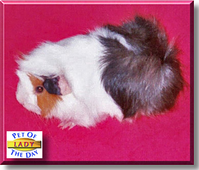 Lady, the Pet of the Day