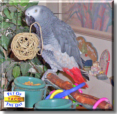 Taco, the Pet of the Day