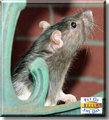 Bella, the Pet of the Day