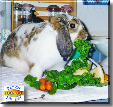 Foo-Foo, the Pet of the Day
