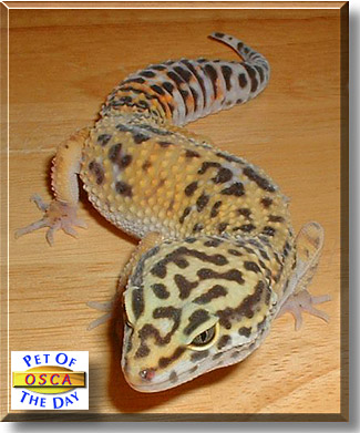 Osca, the Pet of the Day