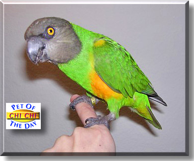 Chi-Chi, the Pet of the Day
