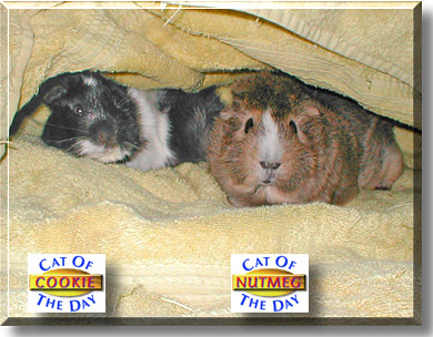 Cookie, Nutmeg, the Pet of the Day
