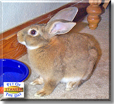 Stanley, the Pet of the Day