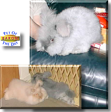 Baron, the Pet of the Day