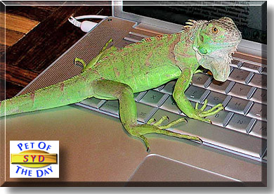 Syd, the Pet of the Day