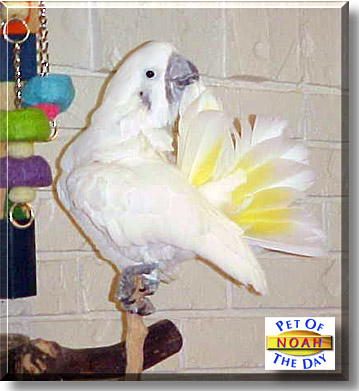 Noah, the Pet of the Day