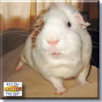 Chitter, the Pet of the Day