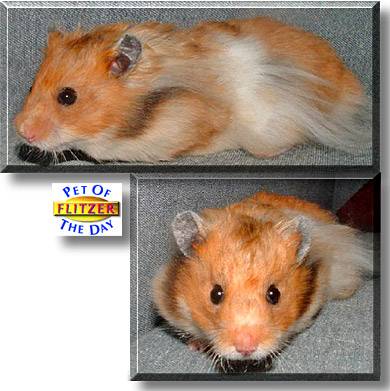 Flitzer, the Pet of the Day