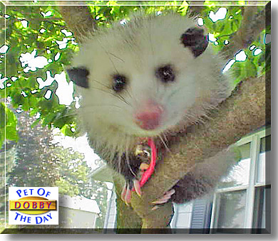 Dobby, the Pet of the Day