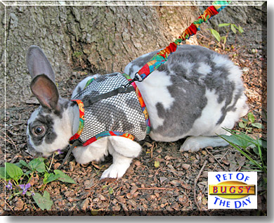 Bugsy, the Pet of the Day