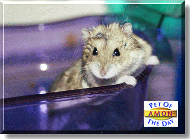 Amon, the Pet of the Day