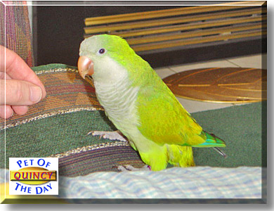 Quincy, the Pet of the Day