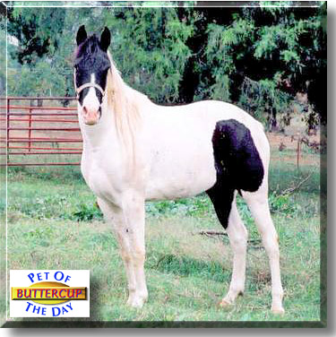 Buttercup, the Pet of the Day