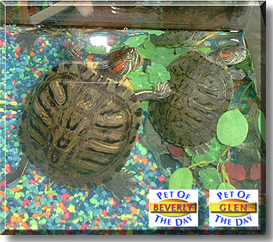Beverly, Glen, the Pet of the Day