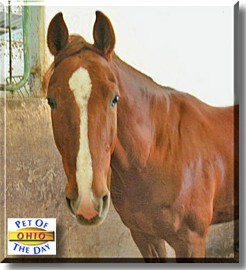 Ohio, the Pet of the Day