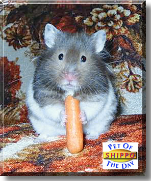 Shippo, the Pet of the Day